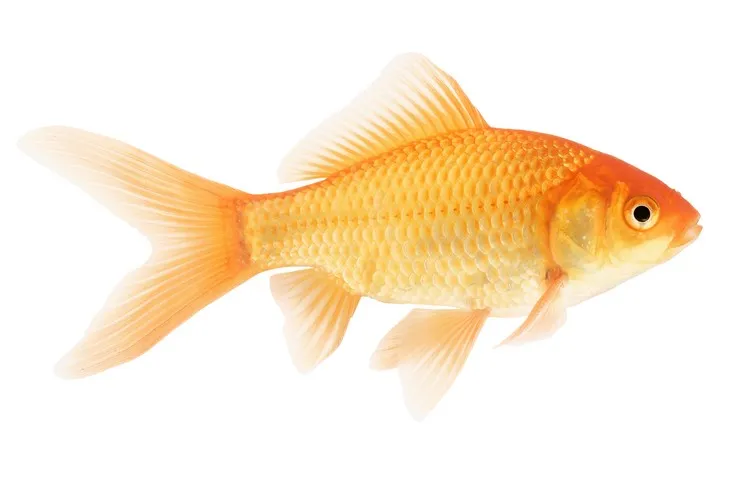 Золота рибка, асс, 4XL. (лат. - Carassius auratus)