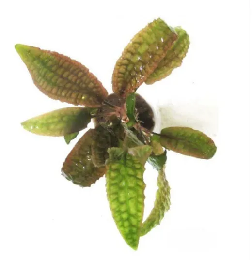 Криптокорина Худоро, M (лат. - Cryptocoryne Hudoroi)