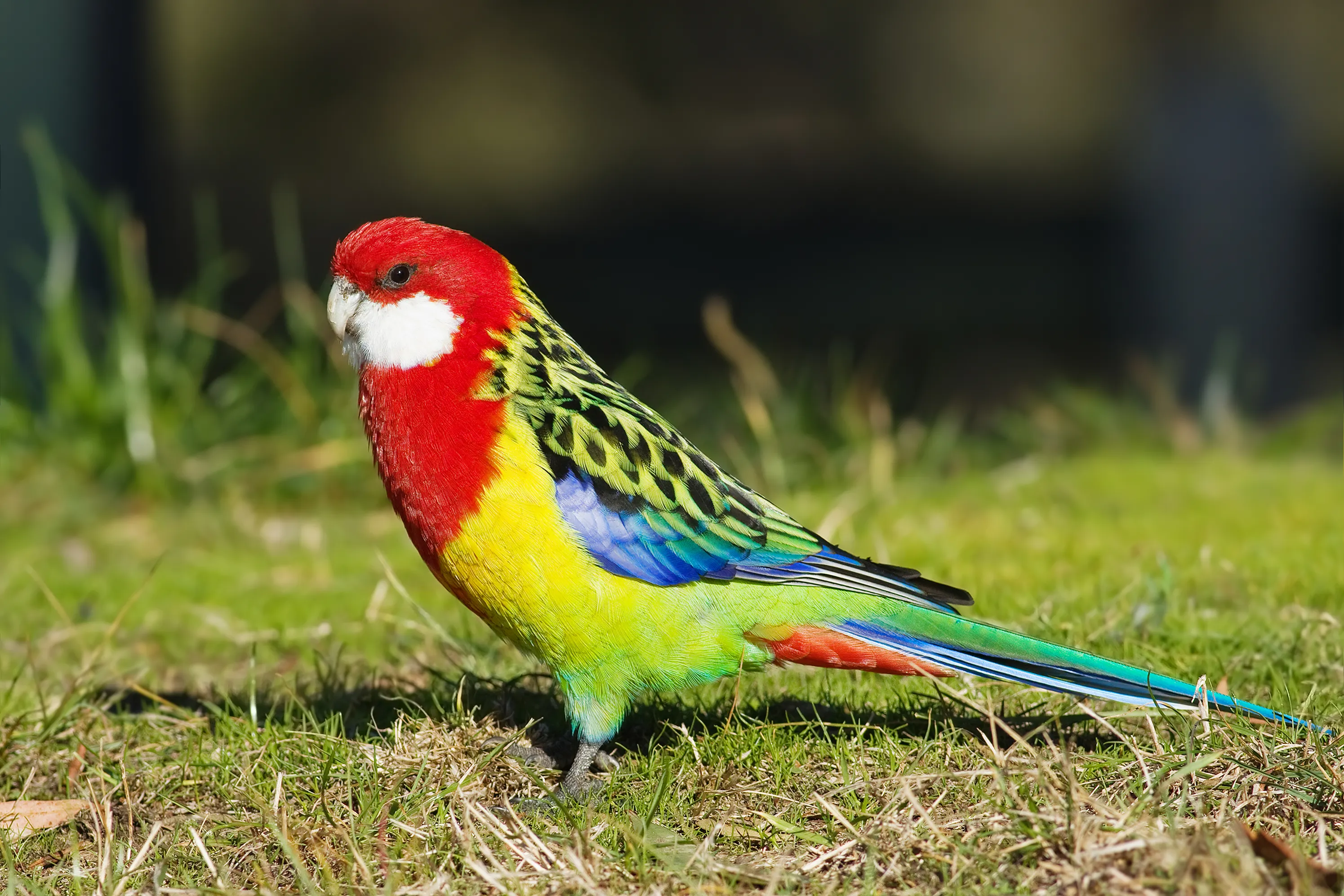 Розелла (лат- Platycercus eximius)