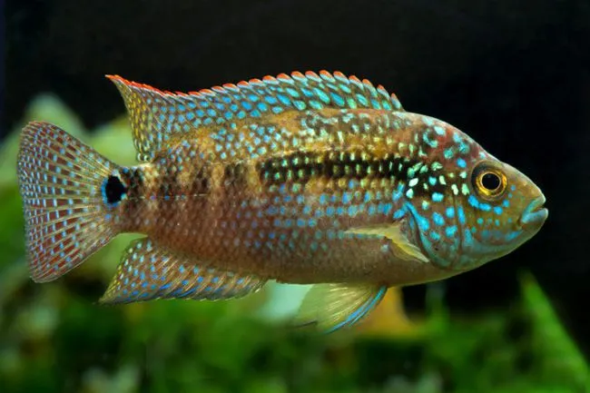 Цихлозома біоцелатум, восьмиполоса ( лат . - Cichlasoma biocellatum)