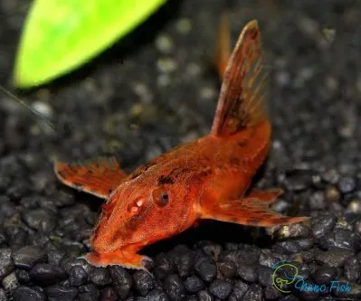 Лорикарія червона (лат. - Rineloricaria lanceolata)