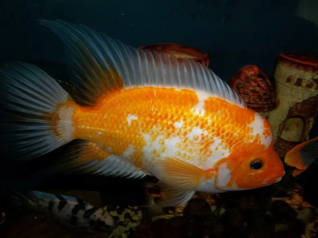 Цихлозома цитронова ( лат . - Amphilophus citrinellus)