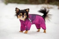 Diego Snow F 1/1 рожевий