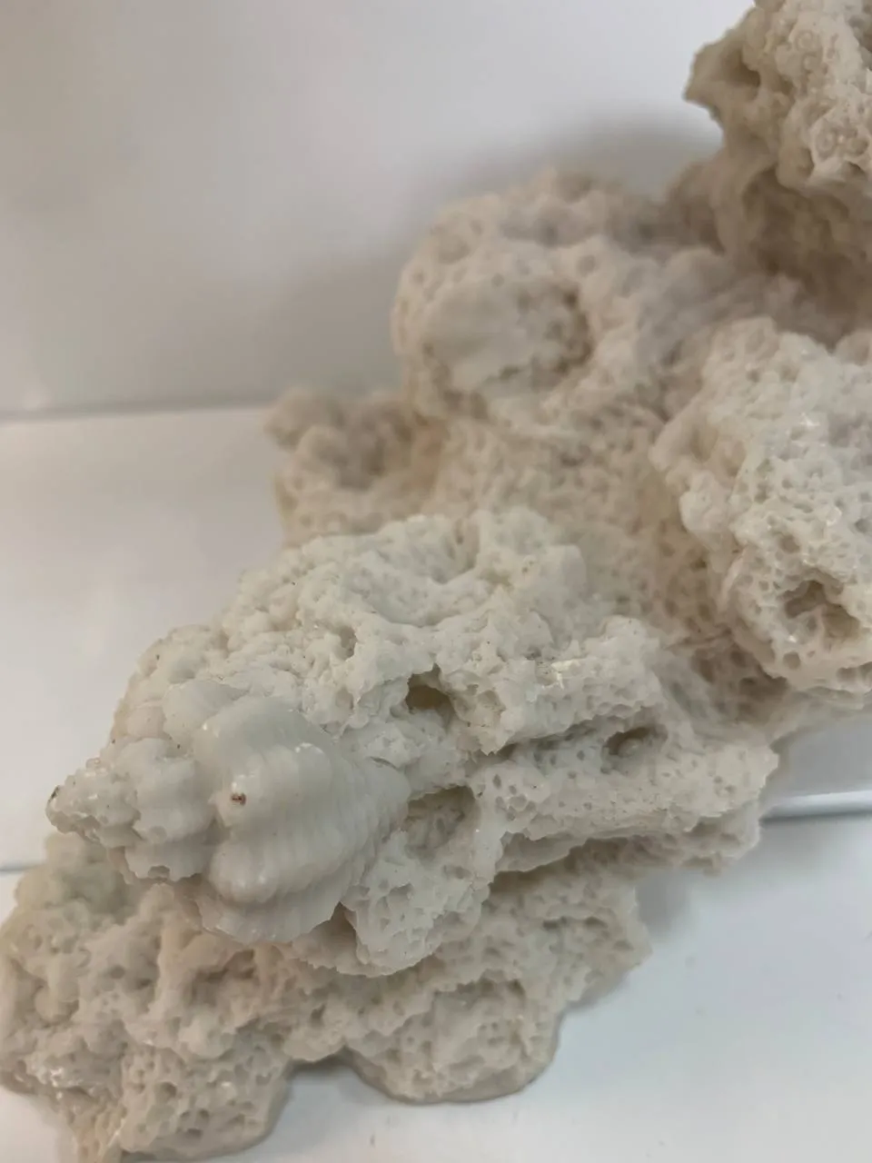 Кораловий риф 29*16*14см білий 1908W