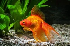 Золота рибка, асс, L. (лат. - Carassius auratus)