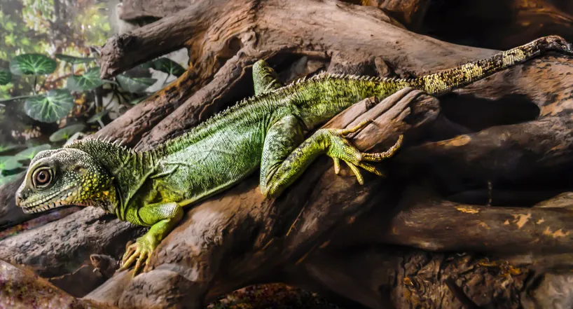 Водяна агама (лат. - Physignathus cocincinus)