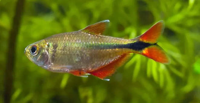 Тетрагоноптерус (лат. - Hemigrammus caudovittatus)