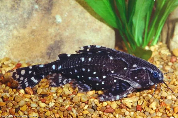 Агамікс зірчастий, агамікс білопятнистий (Agamyxis albomaculatus, agamyxis pectinifrons)