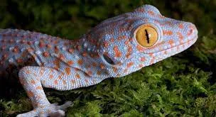 Геккон Токей, або Токі (лат. - Gekko gecko) - фото 3, характеристики, купити в «Живий Куток»