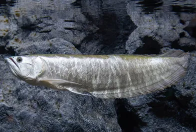 Арована (лат. - Silver Arowana)
