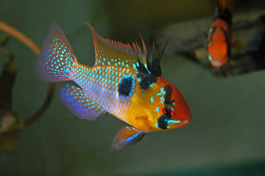 Апістограма рамірезі (Apistogramma)