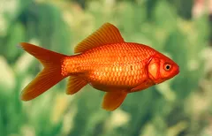 Золота рибка, асс, XL. (лат. - Carassius auratus)