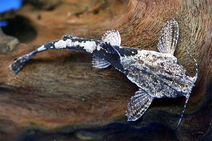 Буноцефал Кнера (Bunocephalus kneri)