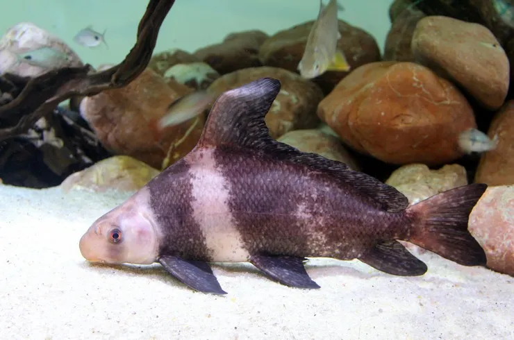 Чукучан (лат. - Myxocyprinus asiaticus)