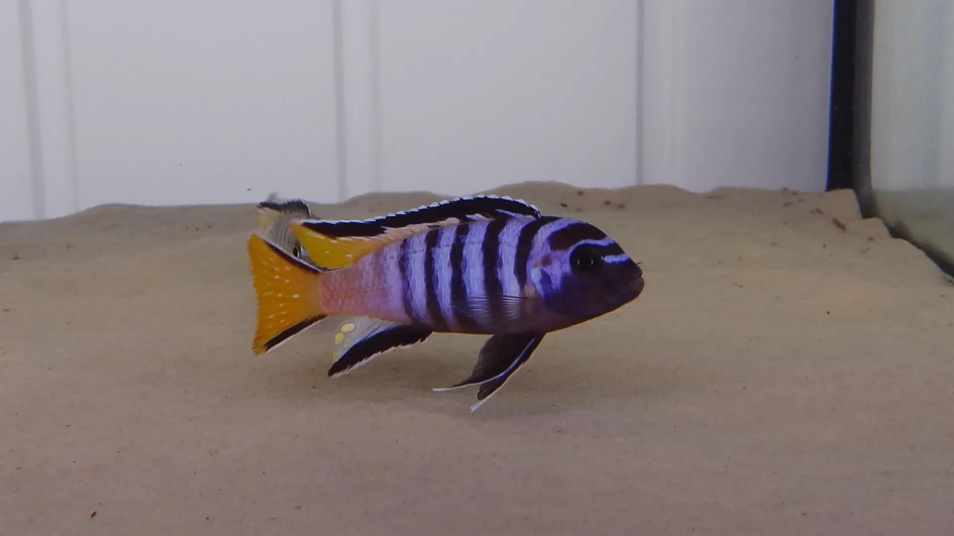 Мпанга (Pseudotropheus elongatus Mpanga)