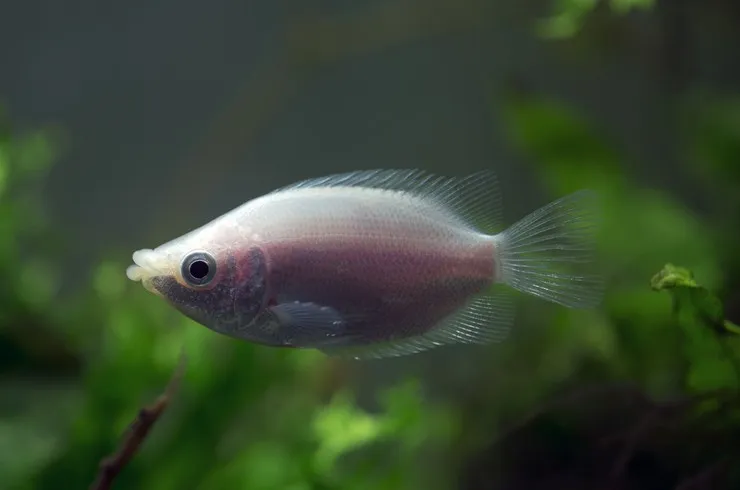 Гурамі поцілунковий, L (лат. - Helostoma temminkii)