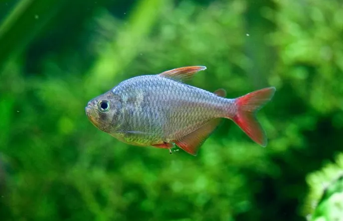 Тетра Колумбійська (лат. - Hyphessobrycon columbianus)