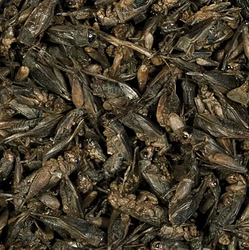 Корм для м'ясоїдних і всеїдних рептилій Crickets 100ml/10g