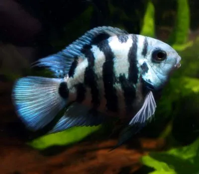 Цихлозома "Червоний Попугай", синій тигровий, M (лат. - Cichlasoma Blue Panda Parrot)