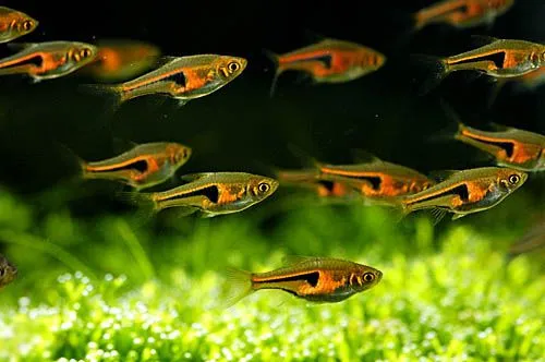 Росбора  Єспеі (лат. - Rasbora espei)