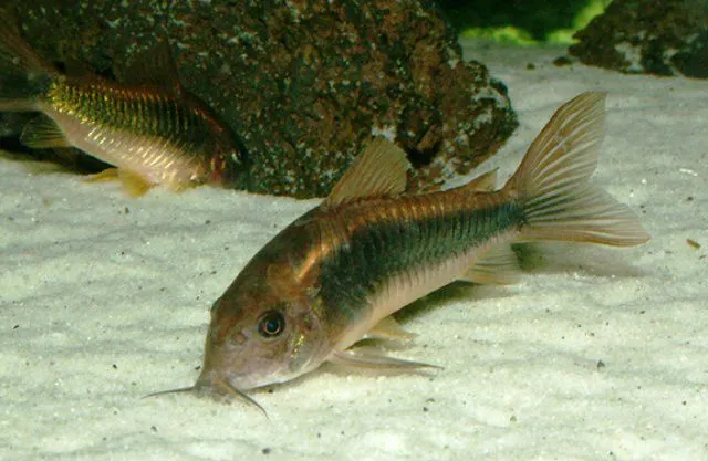 Корідорус Золотий (лат. - Corydoras aeneus)