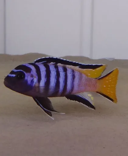 Мпанга (Pseudotropheus elongatus Mpanga)