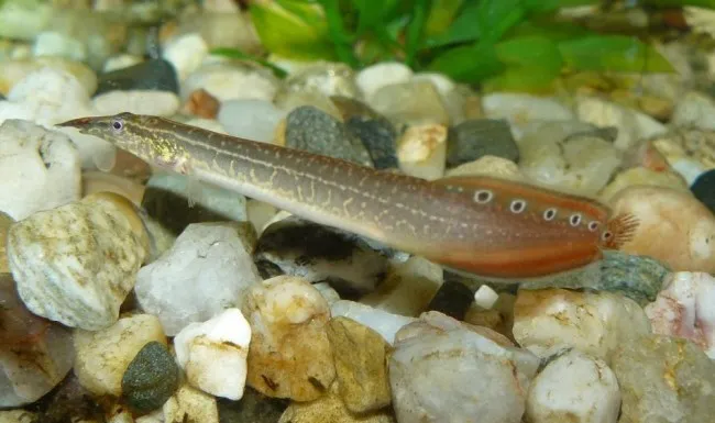 Макрогнатус глазчатий (лат. - Macrognathus aculeatus)