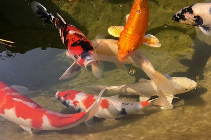 Карп Кої, асс. XXL. (лат. - Carassius auratus)