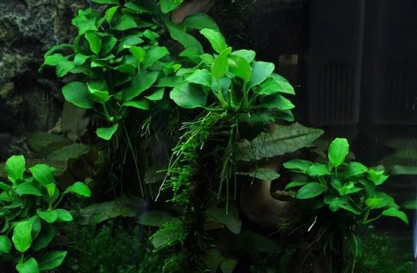 Анубіас бартера нана Голд, M (лат. - Anubias barteri var. nana “gold”)