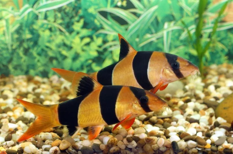 Боція Клоун, S (лат. - Chromobotia macracanthus)