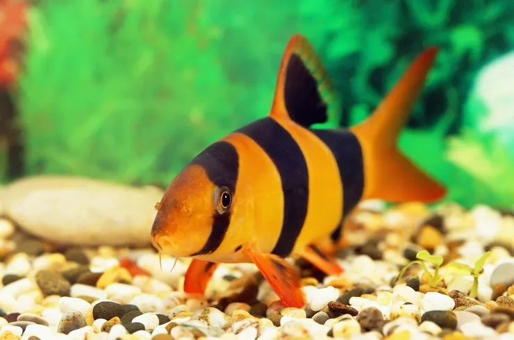 Боція Клоун, XL (лат. - Chromobotia macracanthus)