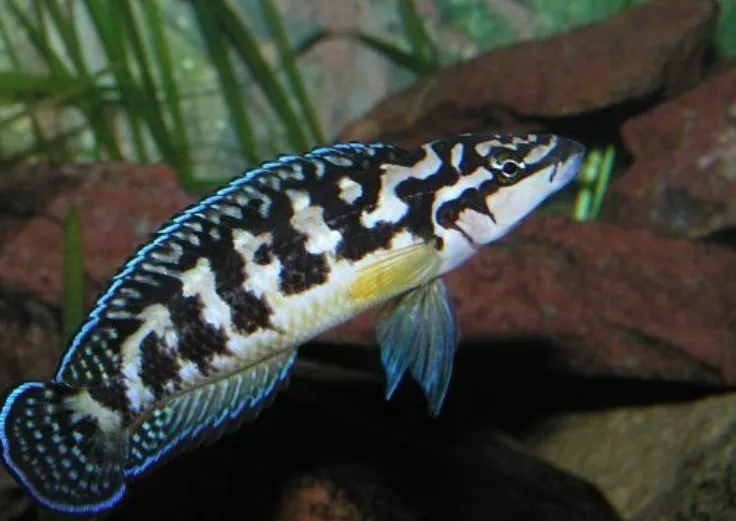 Юлідохроміс Масковий, M (лат. - Julidochromis transcriptus)