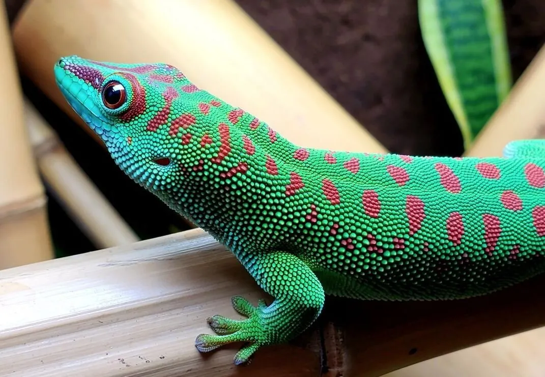Геккон Фельзума (лат. - Gekko Phelsuma)