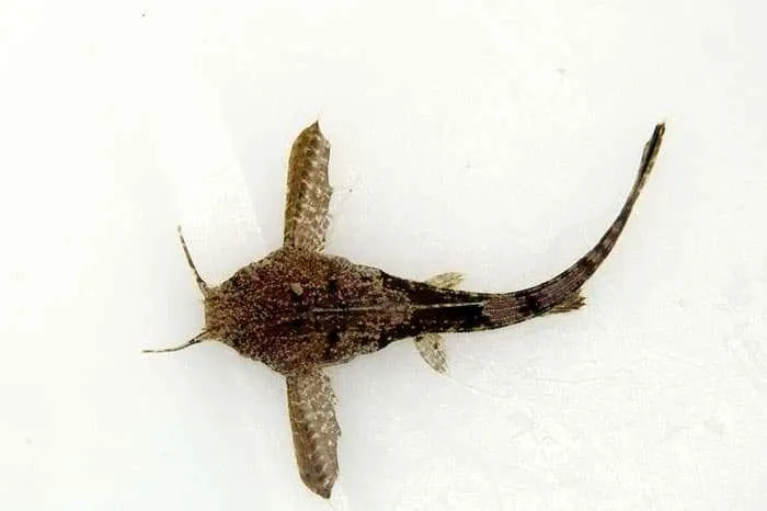 Буноцефал Кнера (Bunocephalus kneri)