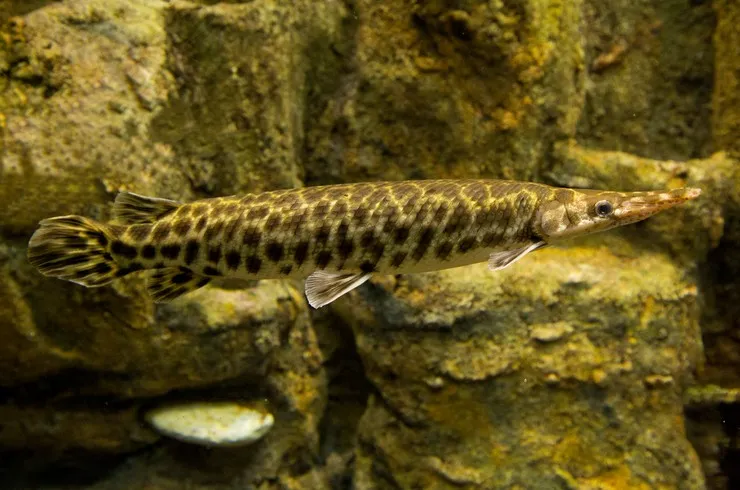 Панцирная щука Окулятус (лат. - Lepisosteus oculatus)