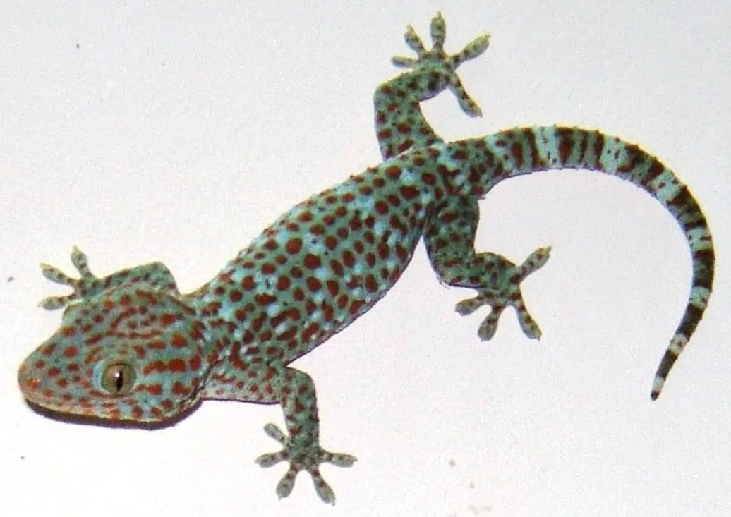 Геккон Токей, або Токі (лат. - Gekko gecko)