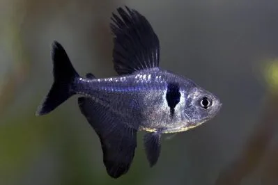 Орнатус чорний, (лат. - Megalamphodus megalopterus)