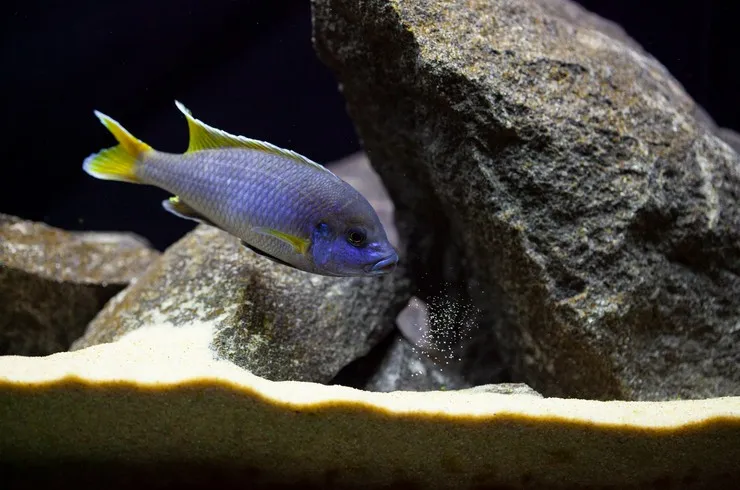 Псевдотрофеус Акі жовтохвостий, L (лат. - Pseudotropheus acei)