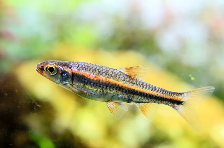 Нотропіс радужний (лат. - Notropis Chrosomus)