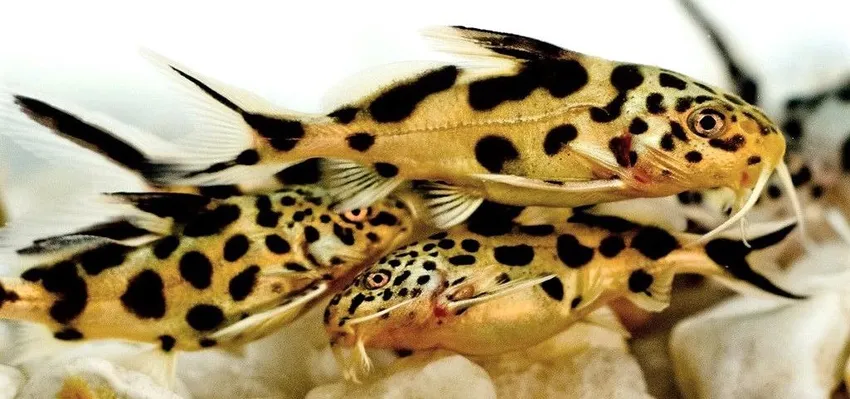Сінудонтіс кукушка, M. (лат. - Synodontis Multipunctatus)