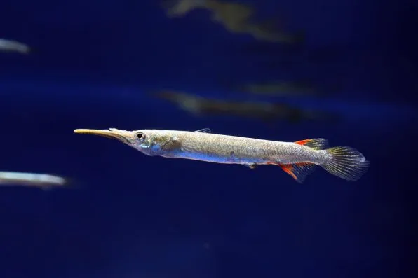 Дермогеніс карликовий (Dermogenys pusillus)
