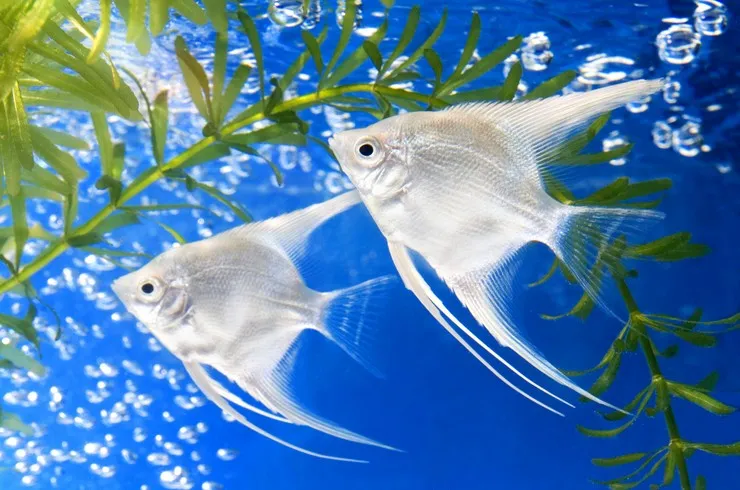 Скалярія асс. ХXL. (лат. - Pterophyllum scalare)