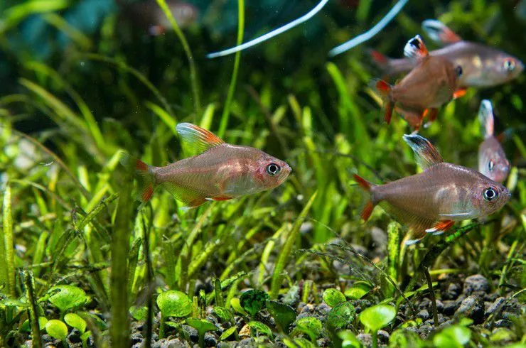 Орнатус білоплавничий, (лат. - Hyphessobrycon sp."white fin")