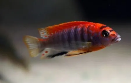 Лабідохроміс Хонгі (Labidochromis sp. 'Hongi')