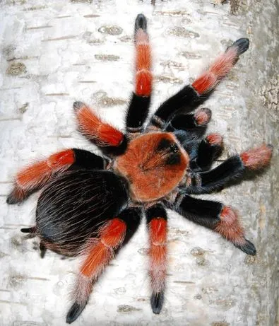 Павук Брахіпельма беме, дор. (лат. - Brachypelma boehmei)