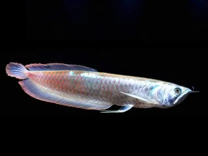 Арована (лат. - Silver Arowana)