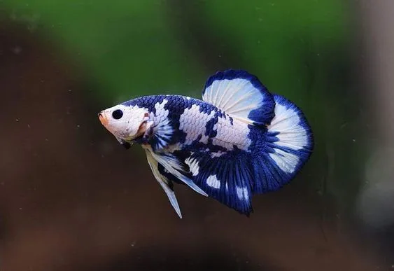 Пітушки, Кої. XL. (лат. Betta)