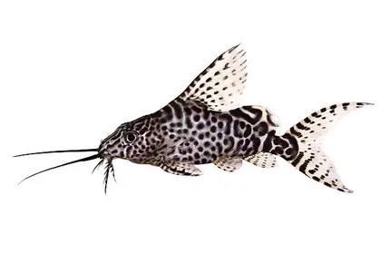 Синодонтіс еуптерус M (Synodontis eupterus)