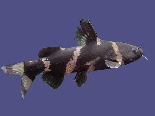 Сіамська Касатка, XL (лат. - Leiocassis siamensis)