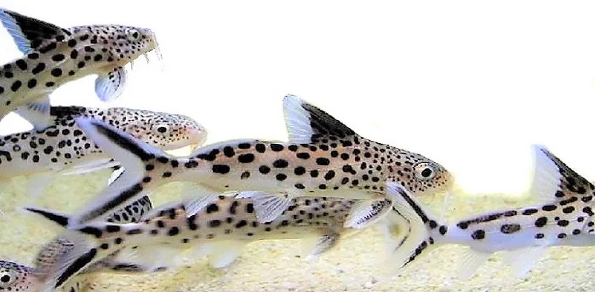 Сінудонтіс кукушка, M. (лат. - Synodontis Multipunctatus)